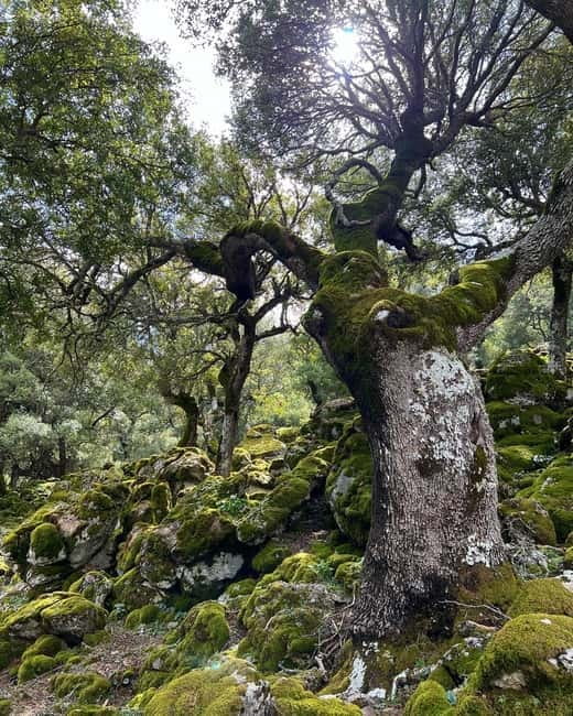 Crete: Sarakina Gorge, Forests, and South Coast Safari - Is $115 good value?
