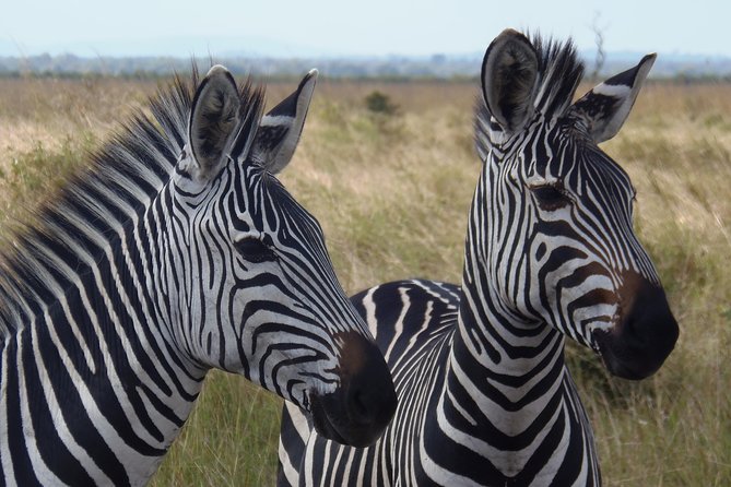 Dar Es Salaam: Day Trip Safari to Mikumi National Park by Train - The morning game drive: open views and big animals