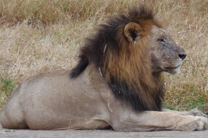 Dar Es Salaam: Day Trip Safari to Mikumi National Park by Train - Lunch inside the park at about 1:00pm