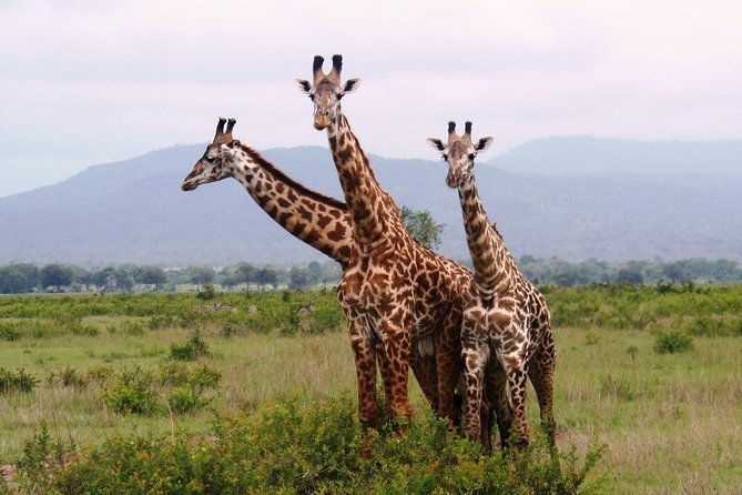 Dar Es Salaam: Day Trip Safari to Mikumi National Park by Train - Entering Mikumi National Park