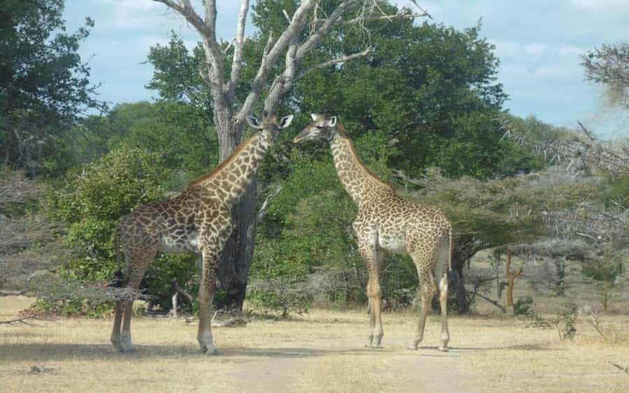 Dar Es Salaam: Overnight Safari at Mikumi National Park - Key points to know before booking