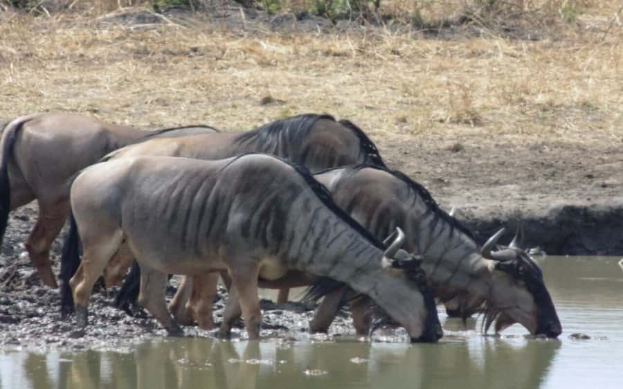 Dar Es Salaam: Overnight Safari at Mikumi National Park - The afternoon game drive in Mikumi