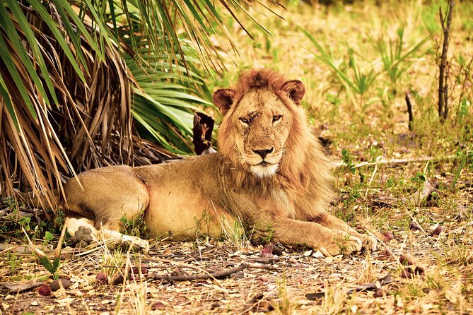 Day Safari tour to Selous Game Reserve from Zanzibar - Why this safari works from Zanzibar