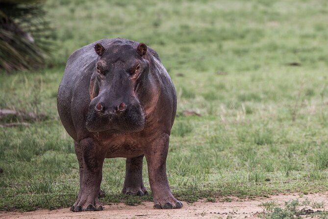 Day Safari tour to Selous Game Reserve from Zanzibar - Wildlife: what you might see