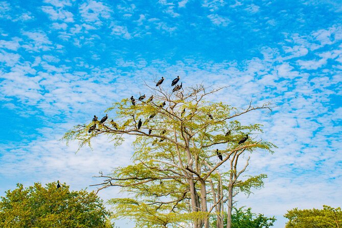 Day Safari tour to Selous Game Reserve from Zanzibar - Weather, flooding, and possible park changes