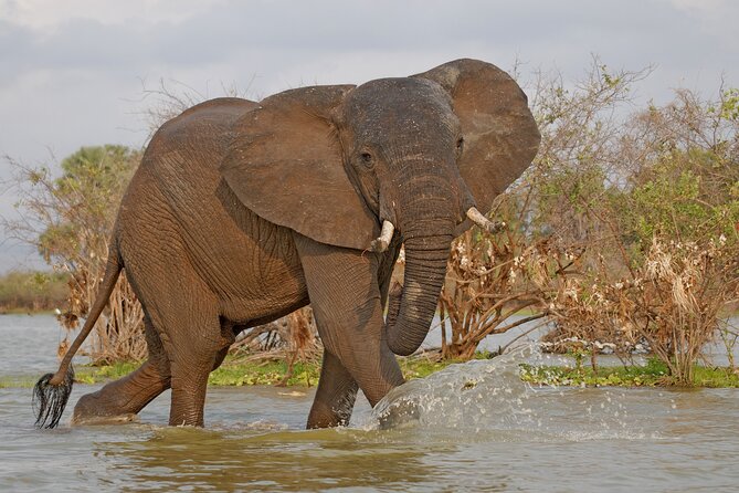 Day Safari tour to Selous Game Reserve from Zanzibar - The pre-dawn pickup and flight to mainland Tanzania