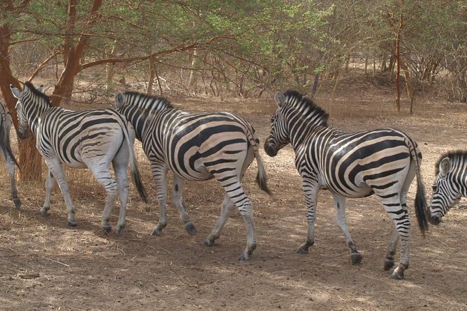 Day tour Somone lagoon and Bandia park Safari - Key points to know before booking