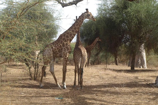 Day tour Somone lagoon and Bandia park Safari - Bandia Reserve: close wildlife, modest scale