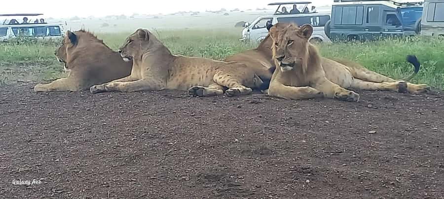 DAY TRIP AMBOSELI NATIONAL PARK FROM NAIROBI BUDGET SAFARI. - Game drives among Amboseli’s elephants