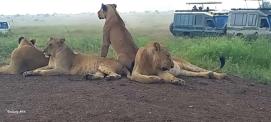 DAY TRIP AMBOSELI NATIONAL PARK FROM NAIROBI BUDGET SAFARI. - Kilimanjaro viewpoints and photography