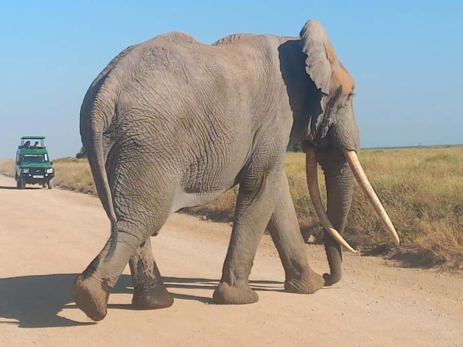 DAY TRIP AMBOSELI NATIONAL PARK FROM NAIROBI BUDGET SAFARI. - Meeting a Maasai community