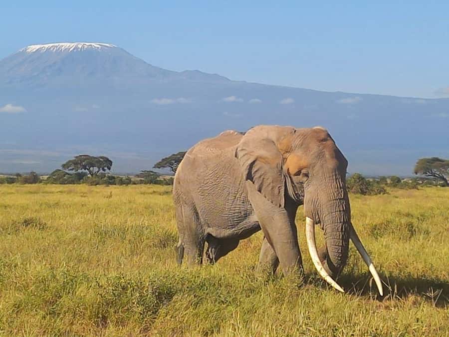 DAY TRIP AMBOSELI NATIONAL PARK FROM NAIROBI BUDGET SAFARI. - Who should book this Amboseli day trip?