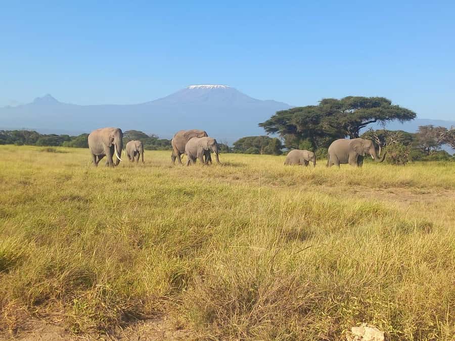 DAY TRIP AMBOSELI NATIONAL PARK FROM NAIROBI BUDGET SAFARI. - Booking advice and final verdict