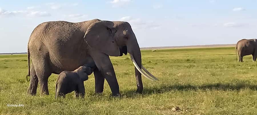 DAY TRIP AMBOSELI NATIONAL PARK FROM NAIROBI BUDGET SAFARI. - The four-hour drive south from Nairobi