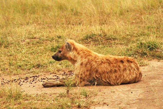 Day Trip Safari - Akagera National Park with Optional Lake Ihema Boat Safari - A good choice for families, with limits