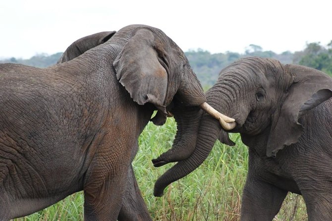 Day Trip Safari - Akagera National Park with Optional Lake Ihema Boat Safari - Timing, comfort, and what to pack