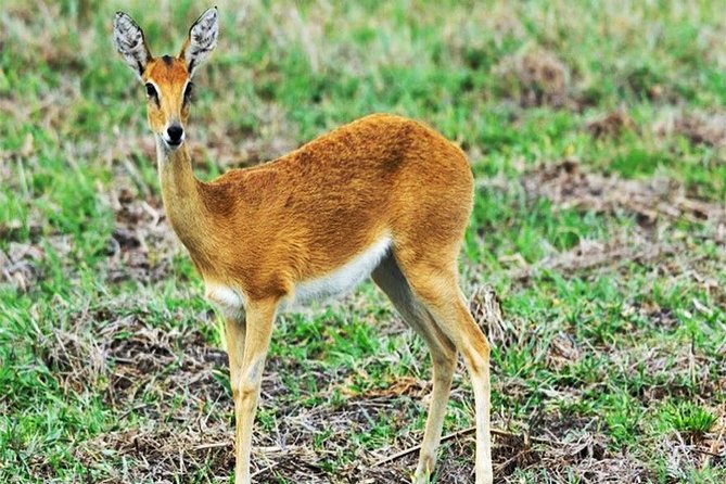 Day Trip Safari - Akagera National Park with Optional Lake Ihema Boat Safari - Searching for the Big Five from the pop-up roof