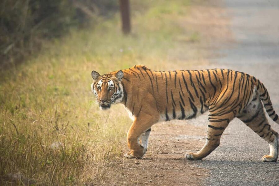 Delhi Agra Jaipur Golden Triangle Multiday Trip with Safari - What this Golden Triangle trip is really offering