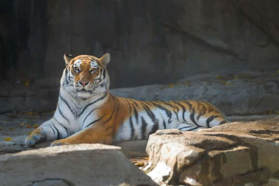 Delhi Agra Jaipur Golden Triangle Multiday Trip with Safari - Ranthambore safari: a welcome change of pace