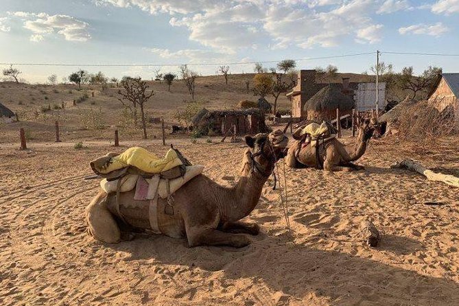 Desert Camel Safari Day Tour In Jodhpur - The jeep safari option needs clear expectations