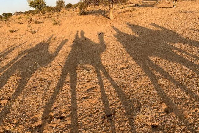 Desert Camel Safari Day Tour In Jodhpur - What the camel ride is really like
