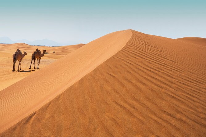 Desert Safari Abu Dhabi w/ Sand Boarding, Camel Ride & BBQ Dinner - From Abu Dhabi hotels to the Al Khatim dunes