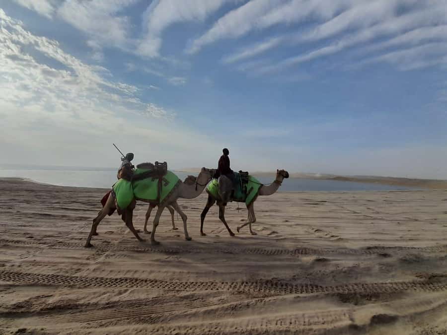 Desert Safari, Quad Bike, Camel Ride, Falcon & Sandboarding - The camel and falcon stop at Sealine Beach Resort