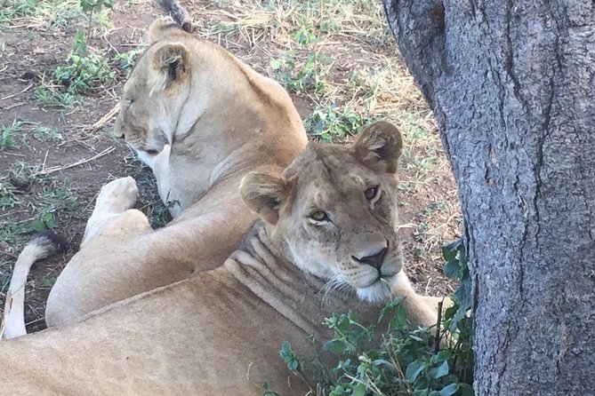 Discover the group joining for 5-day Tanzania safari in 2025 - Four famous parks in one compact safari