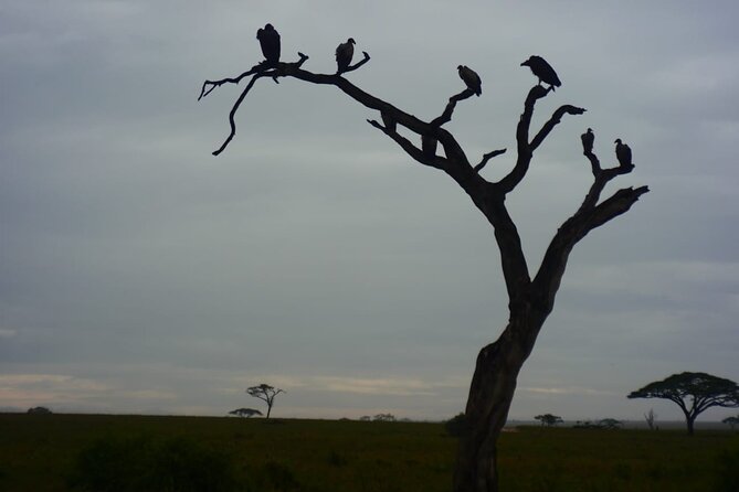 Discover the group joining for 5-day Tanzania safari in 2025 - Day 3: Morning Serengeti drive and Ngorongoro