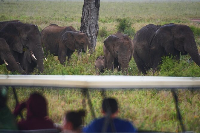 Discover the group joining for 5-day Tanzania safari in 2025 - Day 5: Lake Manyara and Arusha