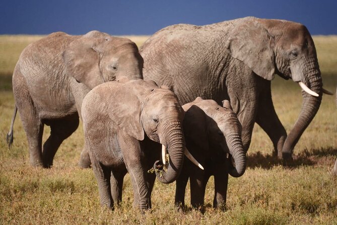 Discover the group joining for 5-day Tanzania safari in 2025 - What the camping package really includes