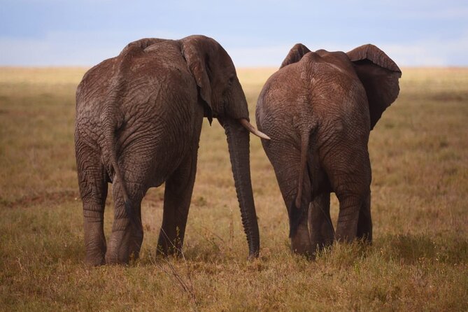 Discover the group joining for 5-day Tanzania safari in 2025 - The vehicle, guide, and group size