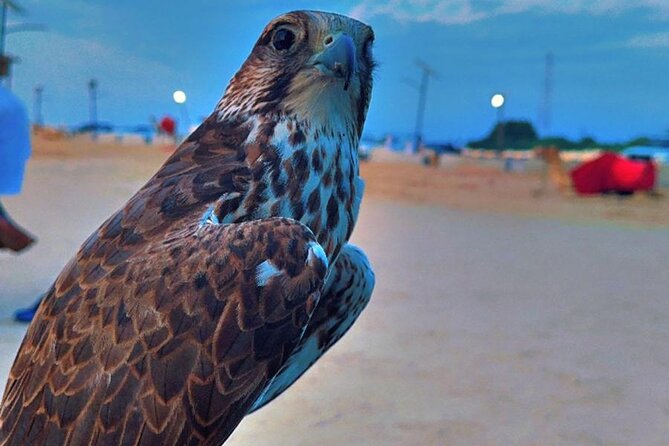 Doha Desert Safari Dune Bashing Camel Ride - Sunset, sunrise, and the Inland Sea
