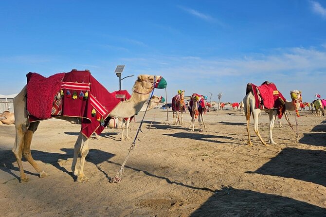 Doha Desert Safari Dune Bashing Camel Ride - The camel stop and first taste of Qatari tradition