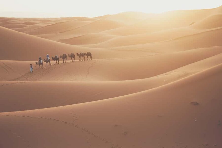 Doha: Desert Safari, Sandboarding, Camel Ride and Inland Sea - Who will enjoy this outing most