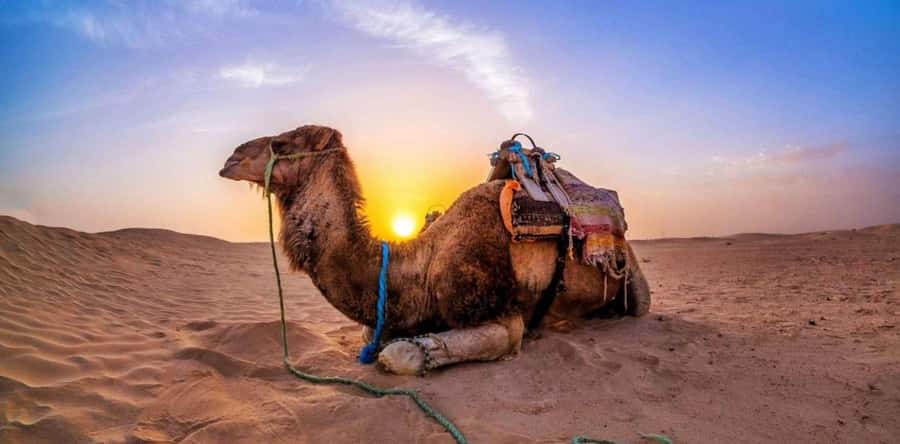 Doha: Desert Safari with Camel Ride Family Friendly Tour - Who should book this safari?