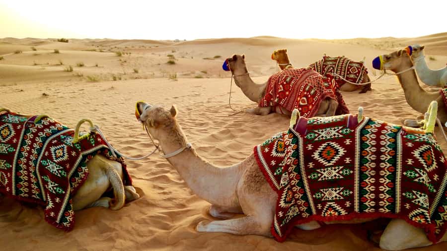 Doha: Dune Bashing Safari, Falcon, Camel, ATV, Sandboarding - Dune bashing across Qatar’s high dunes