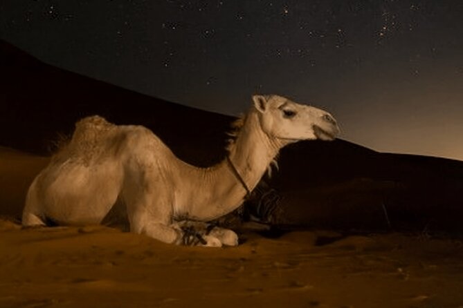 Doha Night Desert Safari Camel Ride Dune Bashing with Transfer - Nighttime dune bashing is the real highlight