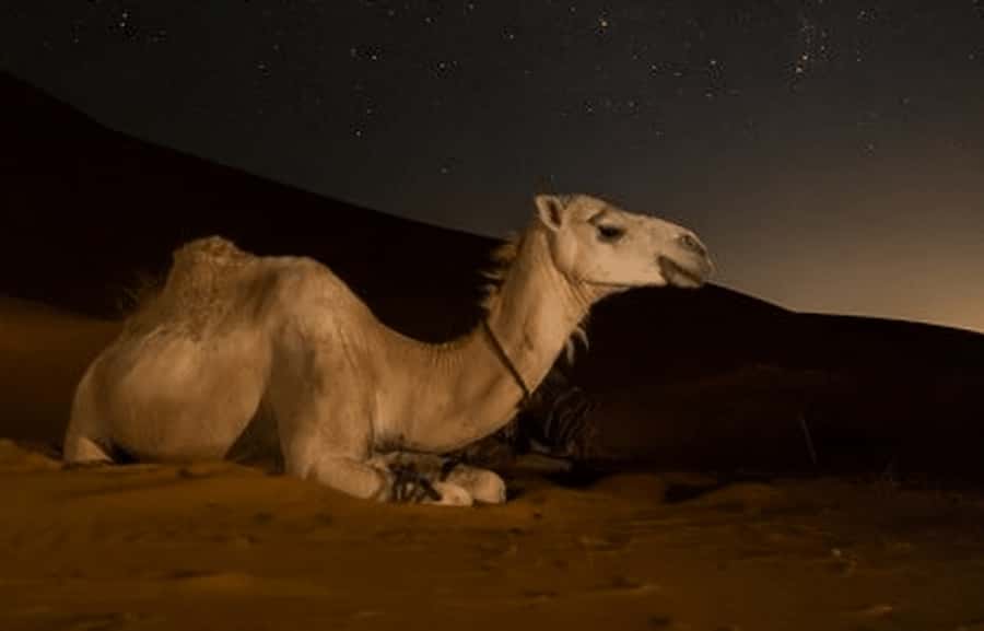 Doha: Night Desert Safari with Stargazing & Camel Ride - A short camel ride at the Bedouin camp
