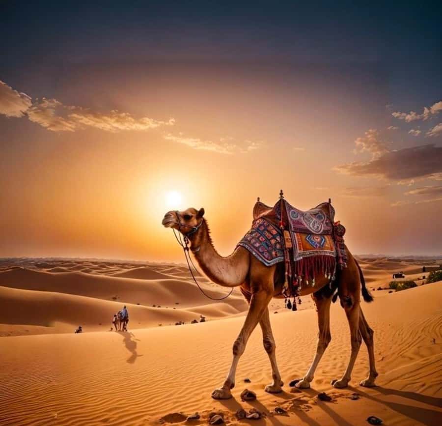Doha: Nighttime Desert Safari with Dune Bashing & Camel Ride - Dune bashing with a driver who reads the group