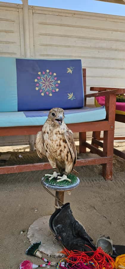 Doha:Private Desert Safari, Falcon, Sandboarding,inland sea - Who should book this desert safari?