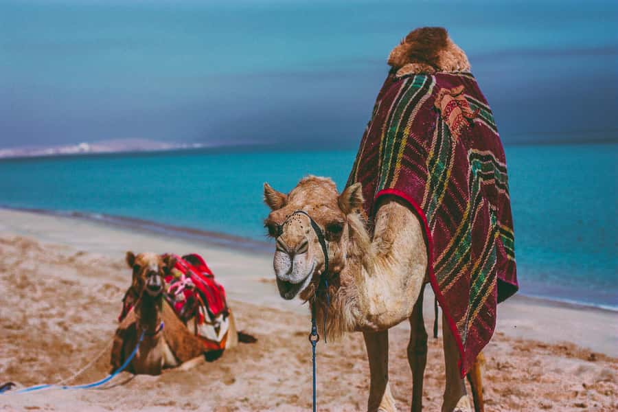 Doha:Safari Tour with Lunch/Dinner in Desert by the Sea Side - Sandboarding without a separate equipment fee