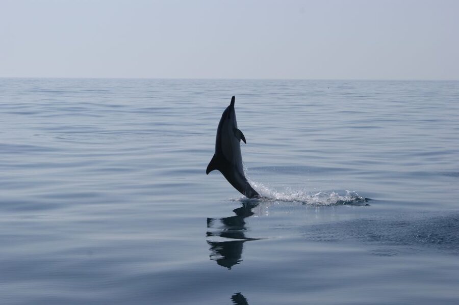 Dolphin Safari and Cave Tour in Vilamoura - Riding the boat along the Algarve coast