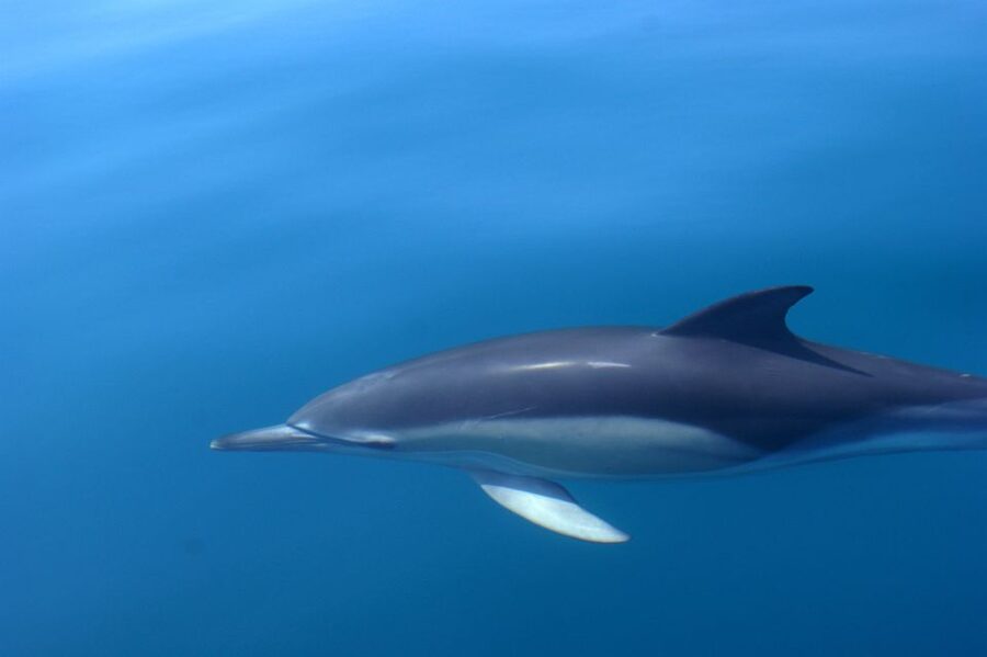 Dolphin Safari and Cave Tour in Vilamoura - Is $47 a fair price?