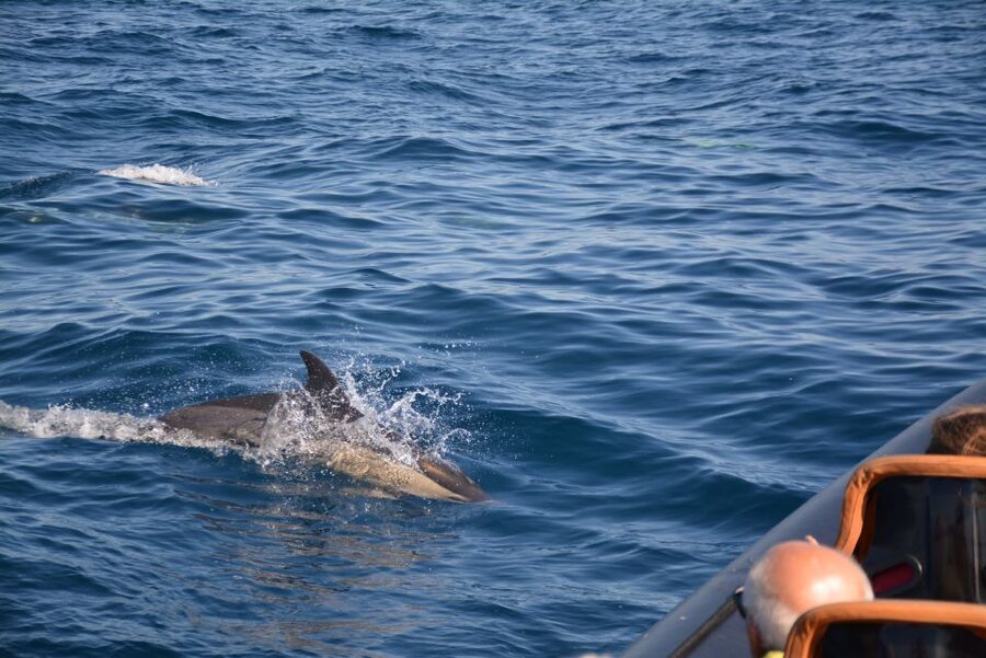 Dolphin Safari and Cave Tour in Vilamoura - Who should book this Vilamoura boat trip?
