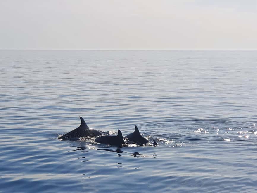 Dolphin Safari Boat Trip from Marina Funtana - Key points to know before boarding