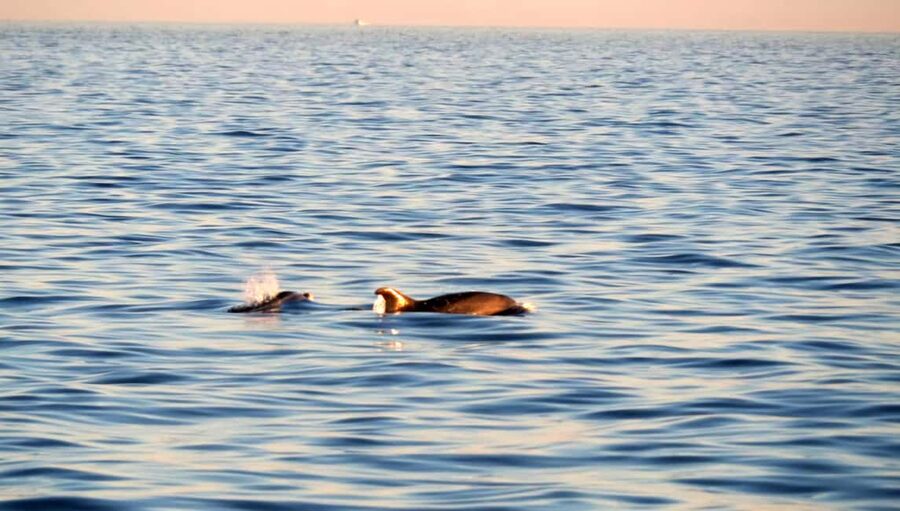 Dolphin Safari Boat Trip from Marina Funtana - Cruising through the islands near Vrsar and Funtana