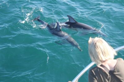 Dolphin Watching in Gibraltar Dolphin Safari V.I.P