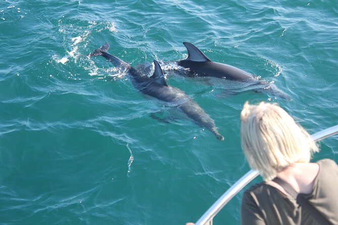Dolphin Watching in Gibraltar Dolphin Safari V.I.P - Searching for dolphins in open water
