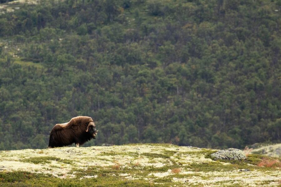 Dovrefjell National Park: Hiking Tour and Musk Ox Safari - Searching the park on foot